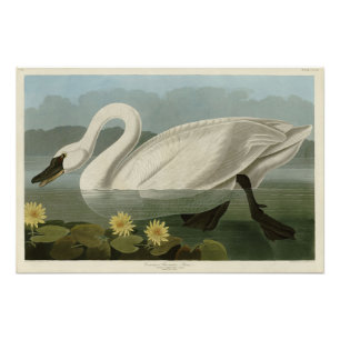 Common American Svan - Audubon's Birds of America Fototryck