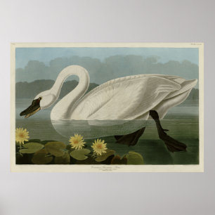 Common American Svan - Audubon's Birds of America Poster