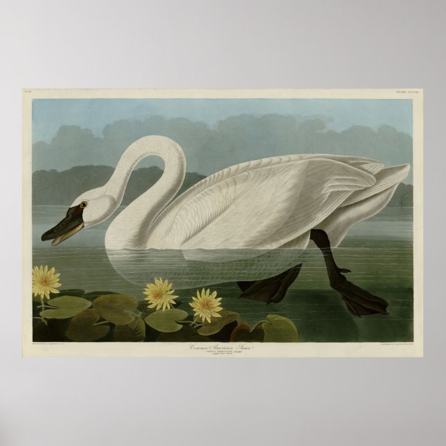 Common American Svan - Audubon's Birds of America Poster (Framsidan)