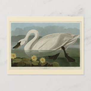 Common American Svan - Audubon's Birds of America Vykort