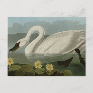 Common American Svan - Audubon's Birds of America Vykort