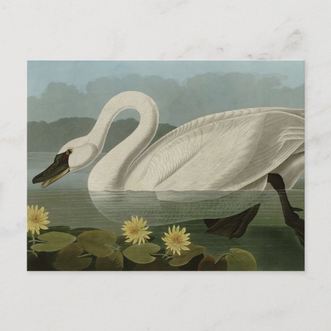 Common American Svan - Audubon's Birds of America Vykort (Framsida)