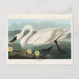 Common American Svan, Birds of America, Vintage Vykort