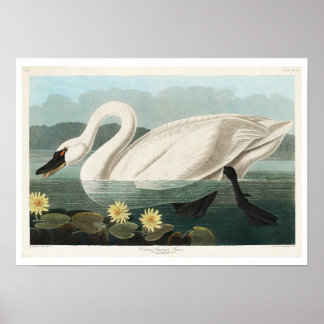 Common American Svan by Audubon Poster