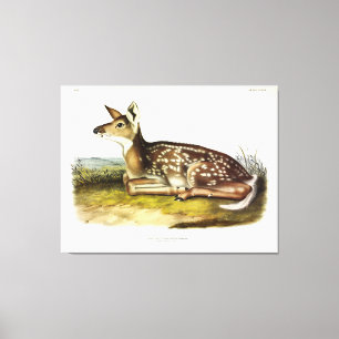 Common American (Vitskalig) Hjort, fawn, Audubon Canvastryck