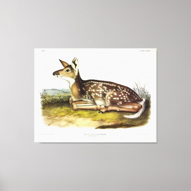 Common American (Vitskalig) Hjort, fawn, Audubon Canvastryck (Framsida)