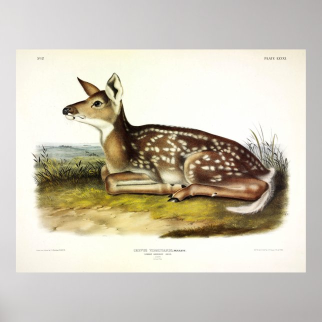 Common American (Vitskalig) Hjort, fawn, Audubon Poster (Framsidan)