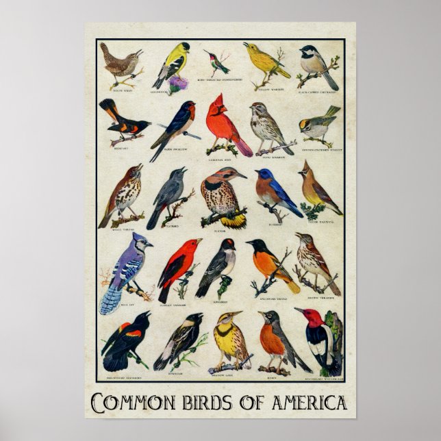 Common Birds of America Antique Bird Poster (Framsidan)
