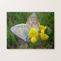 Common Blue Butterflies Photo Puzzle med Gift Box