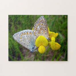Common Blue Butterflies Photo Puzzle med Gift Box Pussel