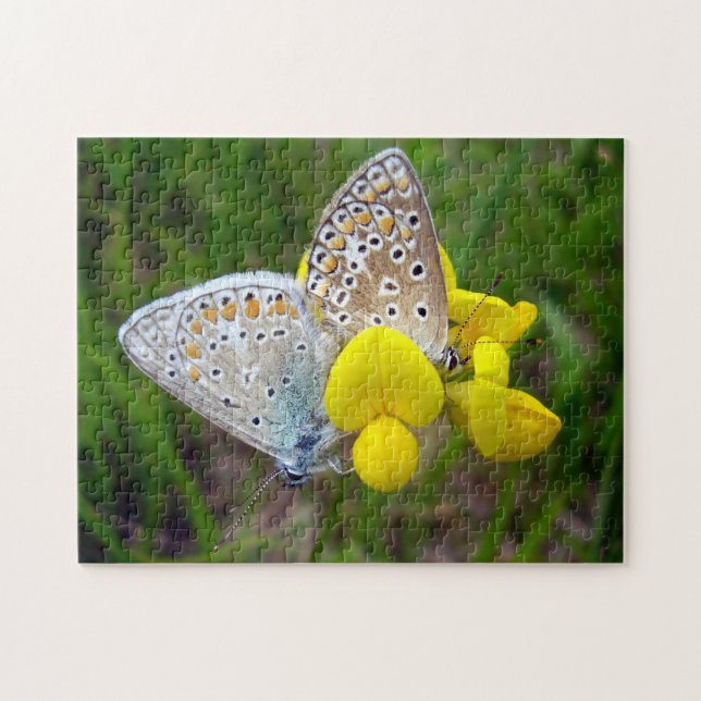 Common Blue Butterflies Photo Puzzle med Gift Box Pussel (Horisontell)