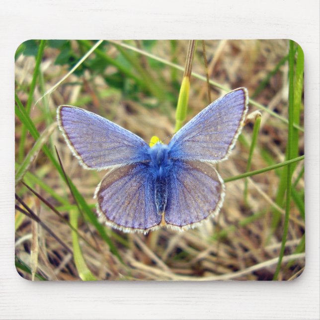 Common Blue Butterfly Musmatta (Framsidan)