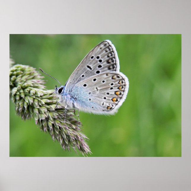 Common Blue Butterfly on Grass Poster (Framsidan)
