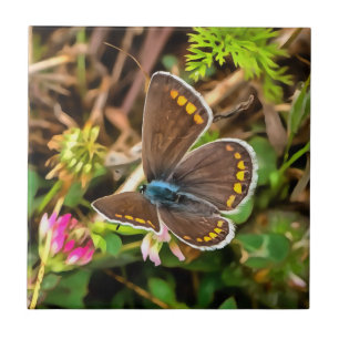 Common Blue Butterfly Polyommatus Icarus Painting Kakelplatta