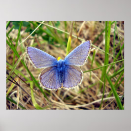 Common Blue Butterfly Poster