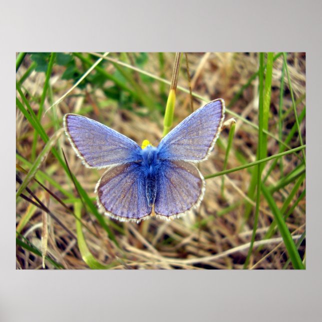 Common Blue Butterfly Poster (Framsidan)