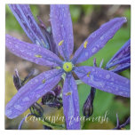 Common Blue Camas Blommigt Kakelplatta<br><div class="desc">Keramiskt plattor med fotobilden av Common Blue Camas-blomman,  vetenskaplig namn Camassia quamash. Färska regndroppar peppar pepparna. En underbar,  blommigt design! Markera din ruta storlek. Gör en söt köksbagge!</div>