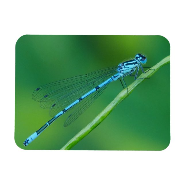 Common Blue Damselfly Magnet (Horisontell)