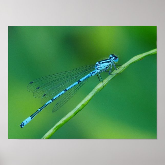 Common Blue Damselfly Poster (Framsidan)