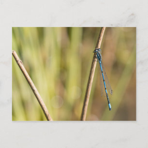 Common Blue Damselfly Vykort