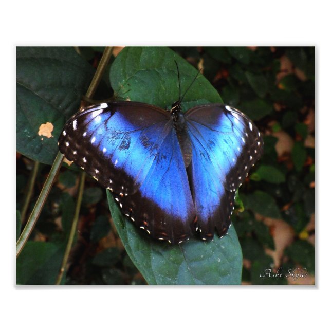 Common Blue Morpho Butterfly Fototryck (Framsidan)