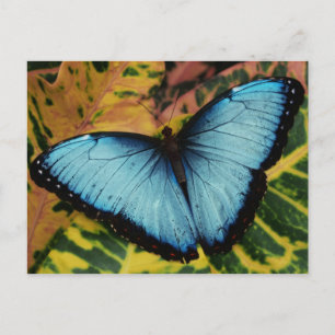Common Blue Morpho Butterfly Vykort