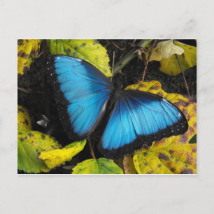 Common Blue Morpho Butterfly Vykort