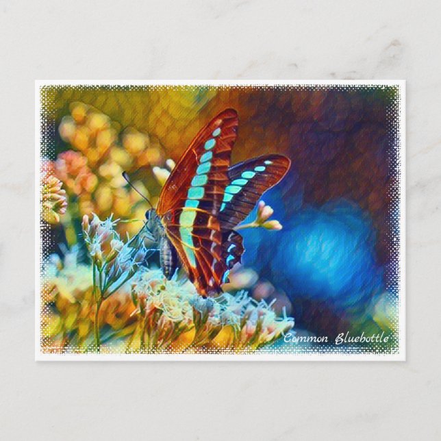 Common Bluebottle ポストカード Vykort (Framsida)