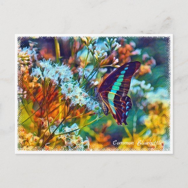 Common Bluebottle Vykort (Framsida)