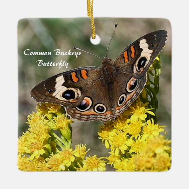 Common Buckey Butterfly Photo Ornament (Framsida)