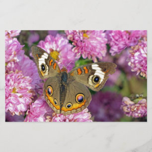 Common Buckeye Butterfly Brevpapper