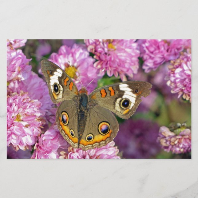 Common Buckeye Butterfly Brevpapper (Framsida)