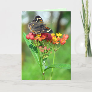 Common Buckeye Butterfly Garden Mors dag Card Kort
