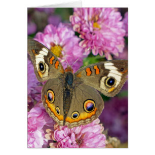 Common Buckeye Butterfly Hälsningskort