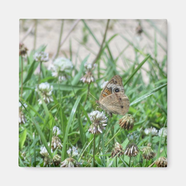 Common Buckeye Butterfly Magnet (Framsidan)