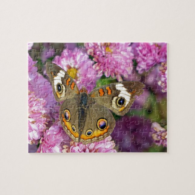 Common Buckeye Butterfly Pussel (Horisontell)