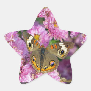 Common Buckeye Butterfly Stjärnformat Klistermärke
