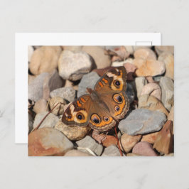 Common Buckeye Butterfly vid floden Sten Blank Vykort