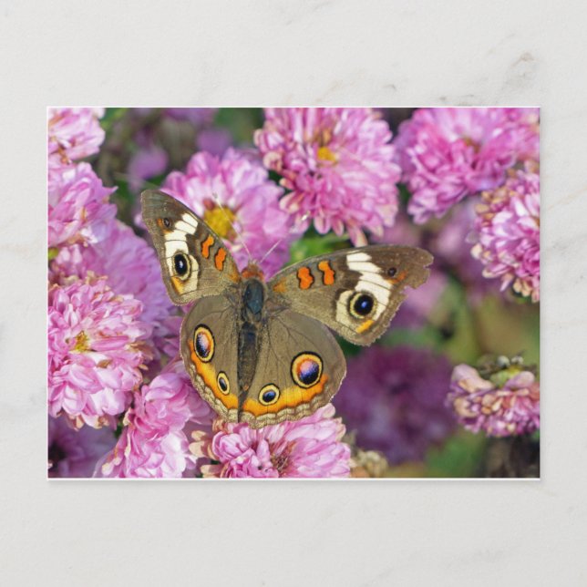 Common Buckeye Butterfly Vykort (Framsida)