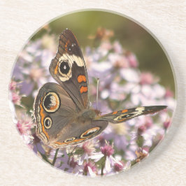 Common Buckeye vid Rosa Aster Underlägg