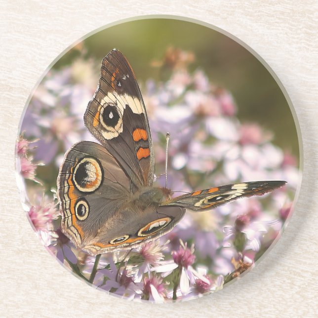 Common Buckeye vid Rosa Aster Underlägg (Framsidan)