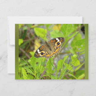 Common Buckeye Vykort