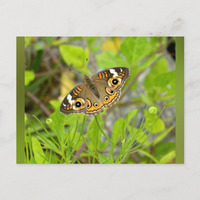 Common Buckeye Vykort (Framsida)