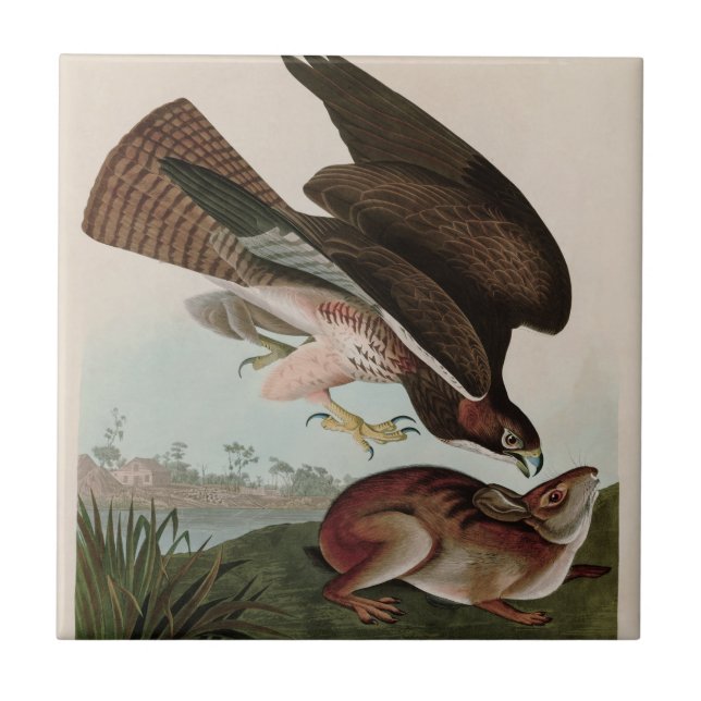 Common Buzzard Birds of America Audubon Print Kakelplatta (Framsidan)