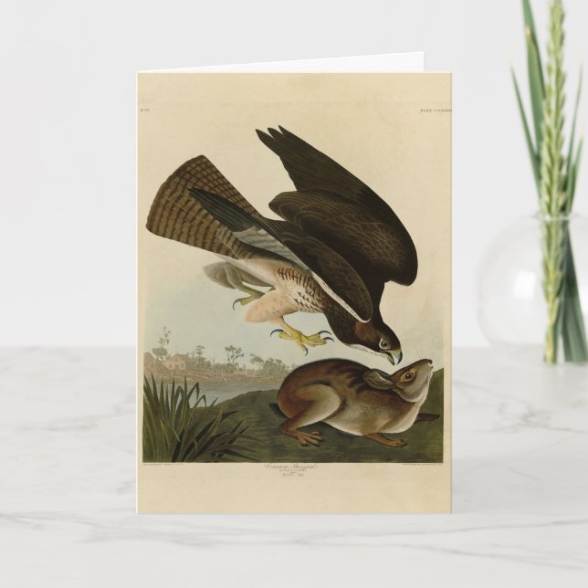 Common Buzzard - från Audubon's Birds of America Kort (Framsida)