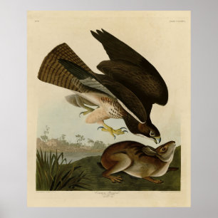 Common Buzzard - från Audubon's Birds of America Poster