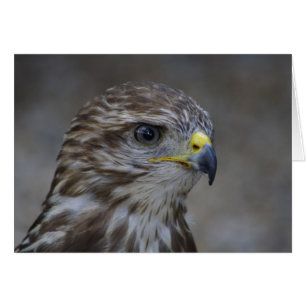 Common Buzzard Porträtt Hälsningskort