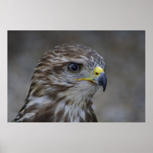 Common Buzzard Porträtt Poster