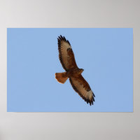 Common Buzzard