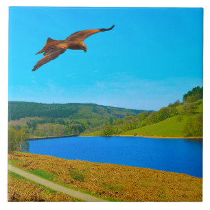Common Buzzard under flygning över Ladybower-reser Kakelplatta